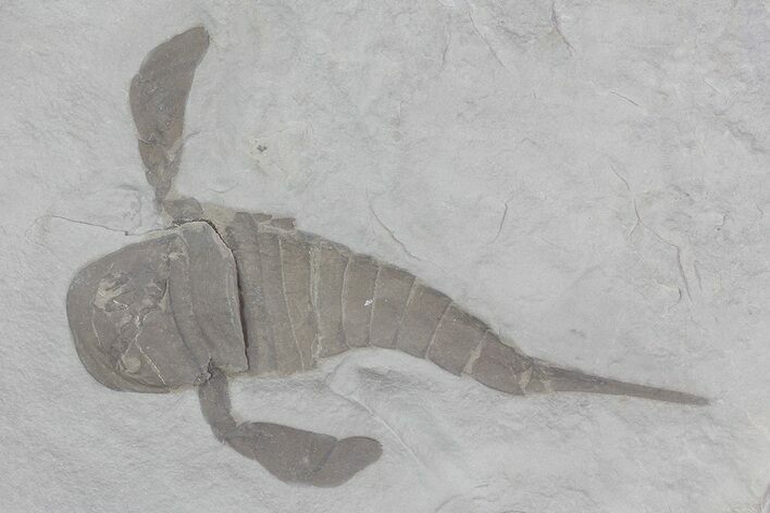 Eurypterus (Sea Scorpion) Fossil - New York #70649